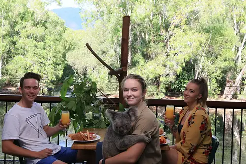 Hartley's Crocodile Adventures Breakfast with the Koalas