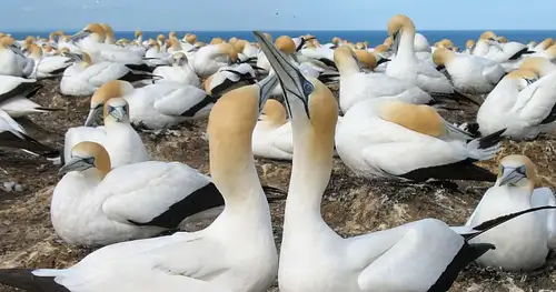 Coast to Coast Eco Tour | Private Tour From Auckland
