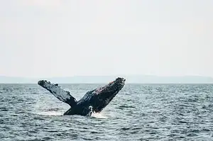 Half-Day Whale Watching From Vancouver
